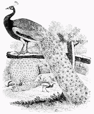 Fig. 61.—The Peacock. From Bewick's 