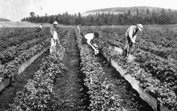 By permission of Dupont Powder Co.

A Fine Crop

Celery grown on soil tilled by dynamite.—See p. 24