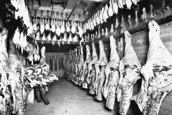 By permission of Messrs. J. and E. Hall, Ltd.


A Cold Store

Interior of a cold store, in which meat and poultry are kept good and fresh by the use of machine-made cold.—See p. 67