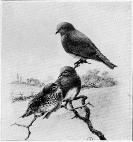 FIG. 1. BLUE BIRDS, ADULTS AND YOUNG BIRD.