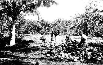 SPLITTING COCONUTS ON THE ISLAND OF TAHITI

After drying in the sun the meat is picked and the oil extracted for
making coconut butter