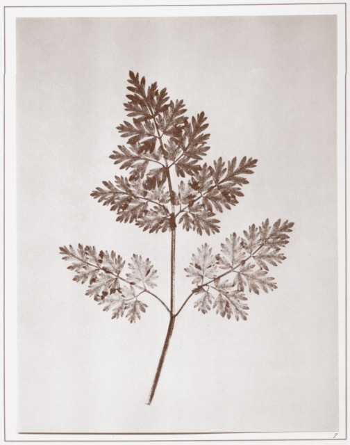 PLATE VII. LEAF OF A PLANT.