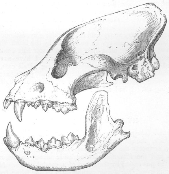 Skull of Hyna.