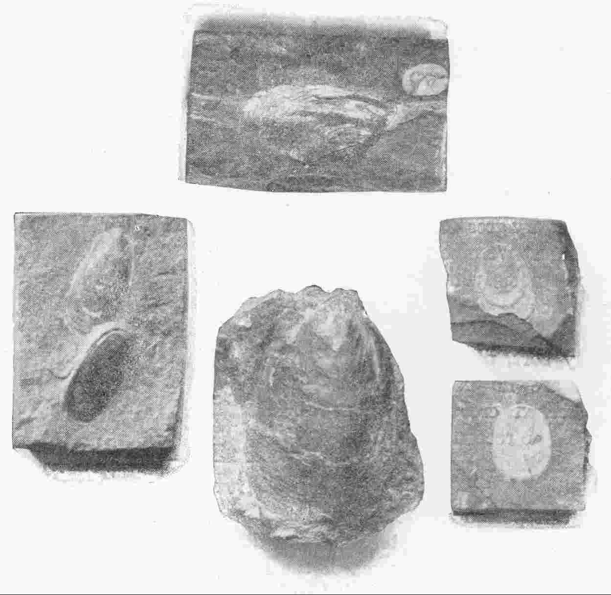 EARLY PALOLITHIC FOSSILS OF VARIOUS SPECIES OF
 LINGULA